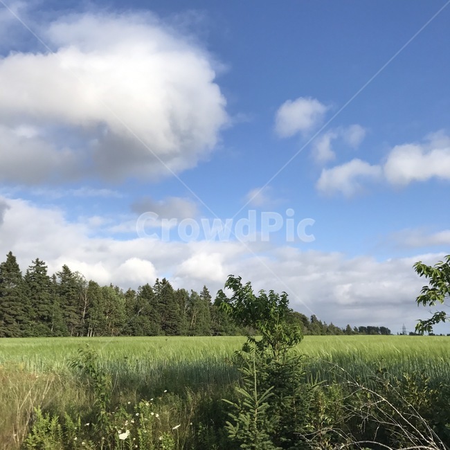 하늘,초원,나무,구름,들판,sky,grassland,tree,trees,cloud,field,자연,풍경,nature,landscape,outdoors,옥외,weather,날씨,plant,식물,land,땅,들