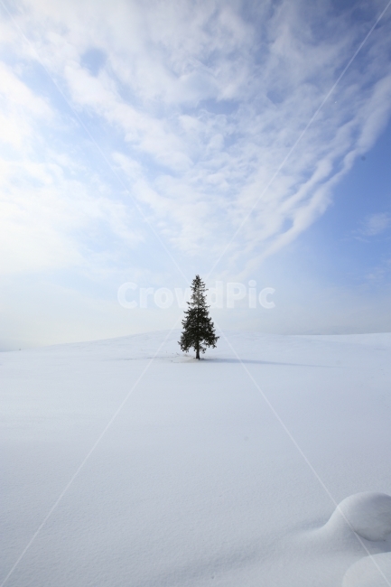 일본,홋카이도,겨울풍경,크리스마스트리,설경,겨울,계절,winter,season,자연,풍경,nature,landscape,식물,plants,나무,trees,wood,tree,plant,fir,전나무