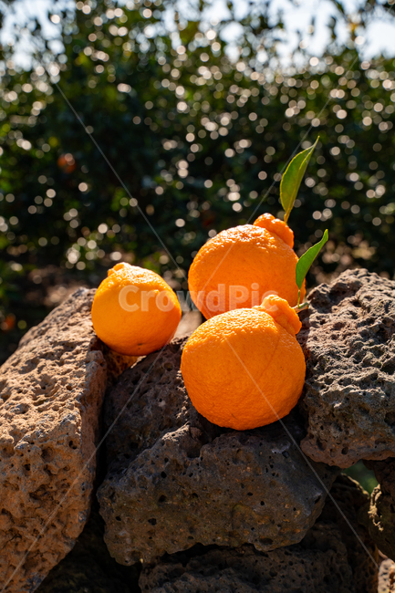 fruit,Orange,tangerines,house tangerines,Cheonhyehyang,ingredients,hallabong,mandarin,citrus fruits,Red scent,Fruit,nature,Hallabong,food,vitamin,citrusfruit,orange,plant,fresh,Jeju tangerines