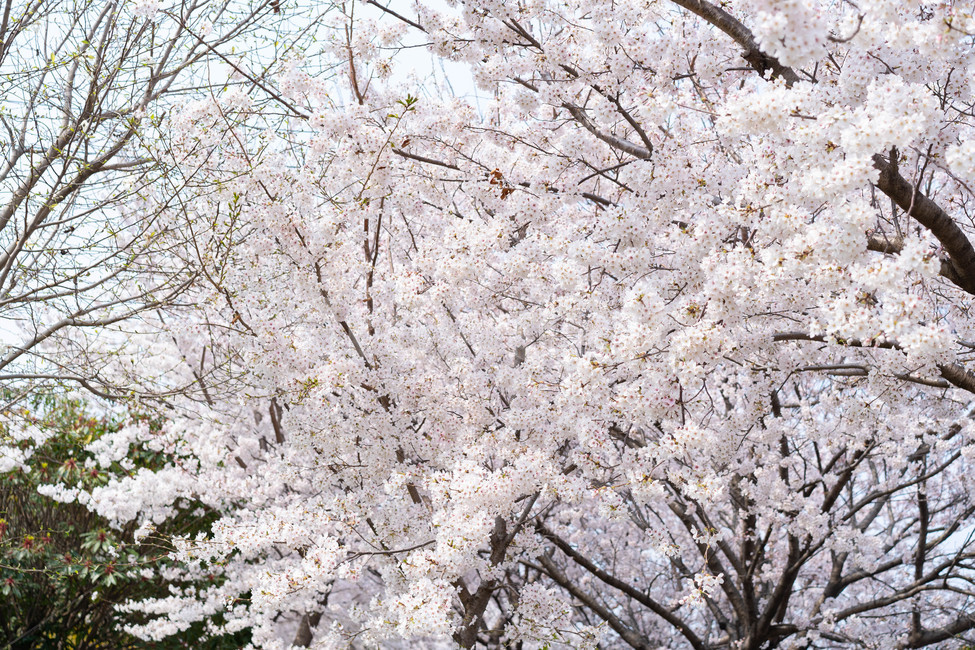 벚꽃,자연,풍경,봄,꽃,나무,봄,계절,spring,season,식물,자연,plants,nature,꽃,flower,plant,blossom