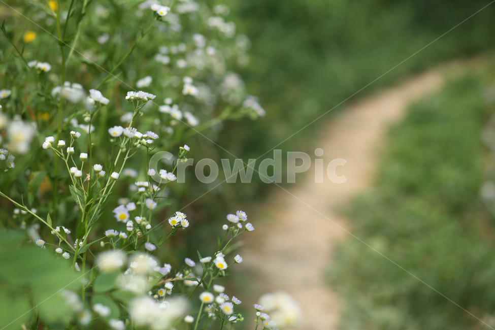 꽃길,길,계란꽃,녹색배경,백그라운드,배경,추억,자연,풍경,nature,landscape,식물,plants,꽃,flower,plant