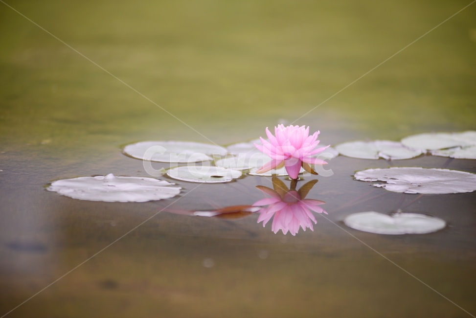 수련,연꽃,반영,물,자연,꽃,연잎,분홍,초록,식물,자연,plants,nature,꽃,flower