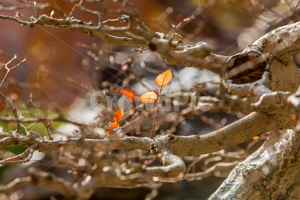 가을,낙엽,단풍,고목,자연,가을,계절,fall,autumn,season,식물,자연,plants,nature,나무,trees,wood,plant