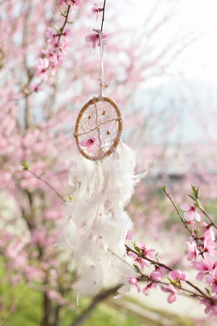 깃털,드림캐쳐,복사꽃,복숭아,복숭아꽃,꽃나무,벚꽃,봄꽃,봄,꽃,플라워,계절,식물,자연,벚꽃나무,벚나무,나무,한국자연경관,봄날,생명,야외,축제,핑크,사쿠라,행운,인테리어,컨셉,핸드메이드,사물,물건,악몽,소품,dreamcatcher,thing,object,matter,tree,cherryblossom,season,plants,nature,flower,spring,outdoor,beautiful,blossom,feather,봄,계절,spring,season