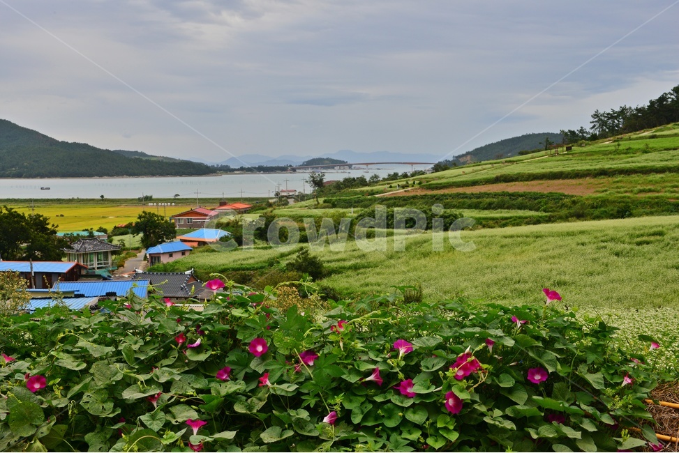 nature,자연,plant,outdoors,옥외,blossom,flower,꽃,field,들,grassland,rural,농촌,farm,농장,meadow,목초지,장흥,선학동마을,메밀곷축제,논,농업,농사,농경,경작,바다,하늘,구름