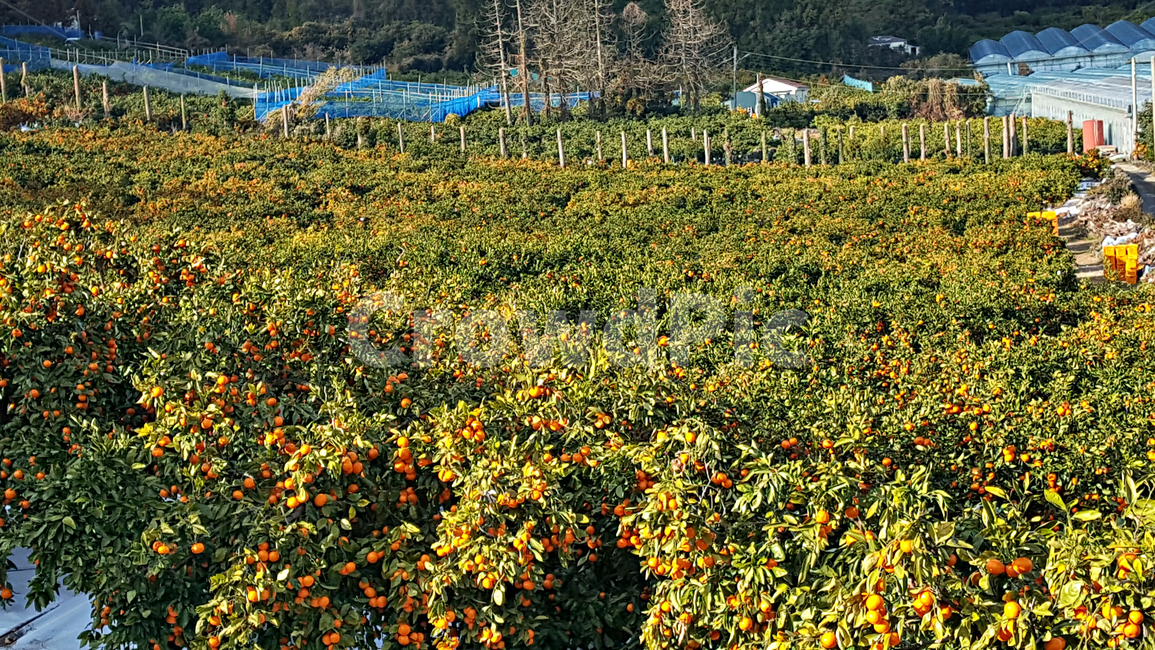 귤,귤나무,감귤,자연,nature,옥외,outdoors,plant,식물,fruit,과일,food,음식,과일,열매,fruit