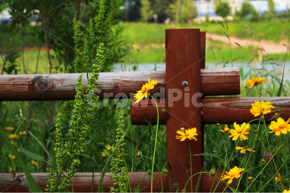 감성사진,자연,하늘,꽃풍경,풍경사진,색감,flower,sky,summer,nature,color,yellow,green,자연,풍경,nature,landscape,식물,plants,꽃,flower