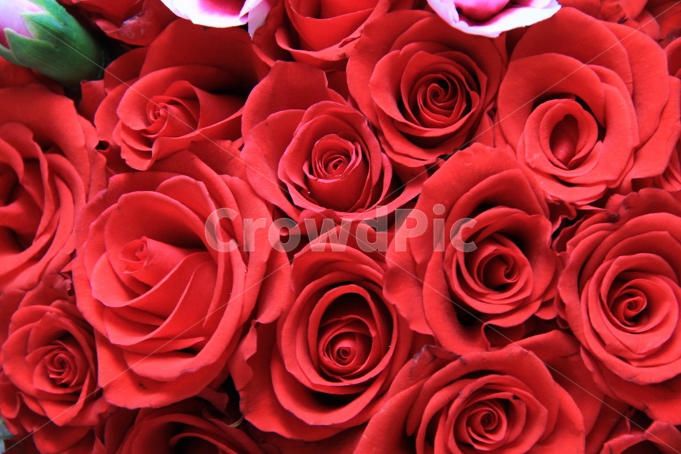 rose,장미,flower,꽃,plant,꽃,flower
