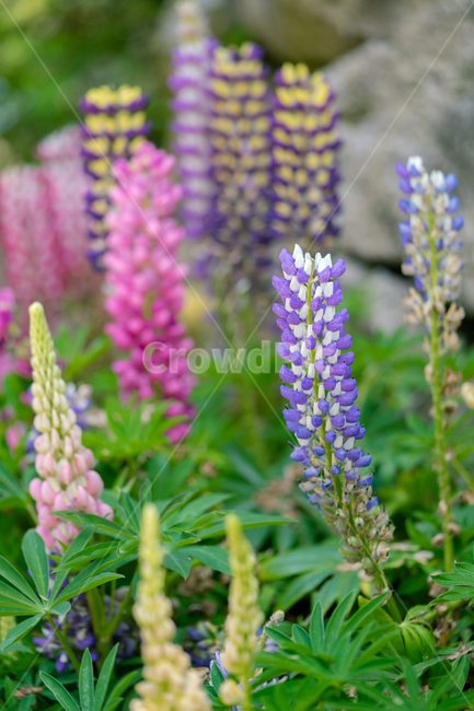 루피너스,봄꽃,꽃,봄,식물,자연,근접,식물,자연,plants,nature,꽃,flower
