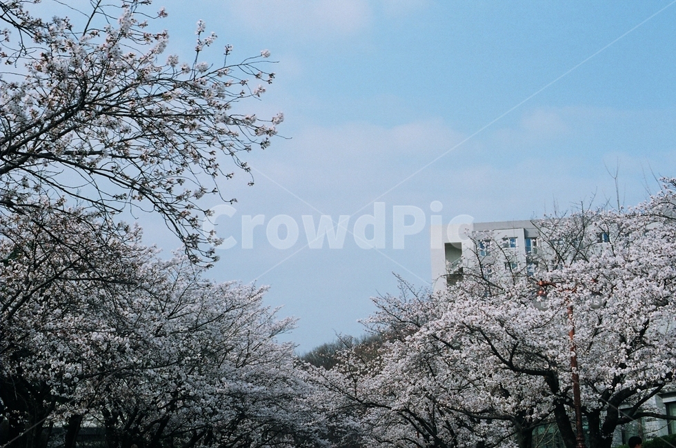 벚꽃,자연,하늘,풍경,꽃,flower,sky,건물,봄,개화,spring,nature,하얀색,하늘색,봄,계절,spring,season,자연,풍경,nature,landscape,plant,식물,blossom,cherry blossom