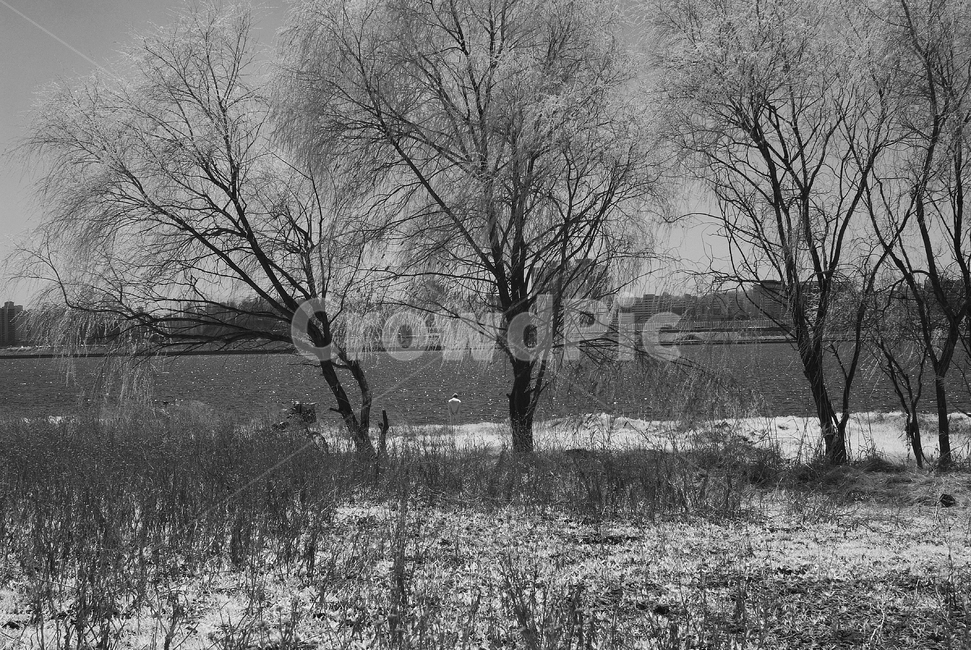 nature,자연,outdoors,옥외,tree,나무,한강고수부지,적외선,적외선카메라,적외선사진,infrared,적외선필터,흑백,흑백사진,흑백,모노톤,monochrome,black and white