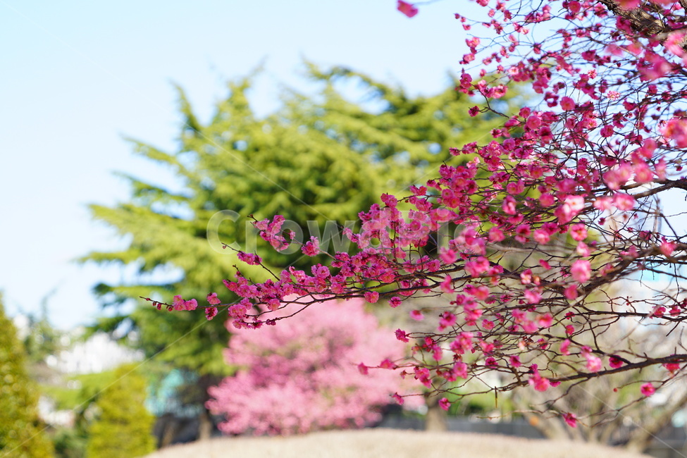 홍매화,봄,꽃,나무,감성,풍경,유엔공원,식물,봄,계절,spring,season,식물,자연,plants,nature,꽃,flower,plant
