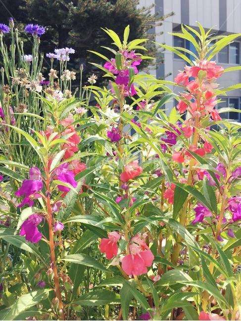 꽃,분홍꽃,분홍색,자연,식물,봉숭아꽃,식물,자연,plants,nature,꽃,flower