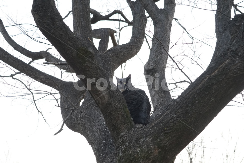 tree,나무,plant,식물,treetrunk,나무줄기,cat,고양이,동물,동물,animal,포유류,mammal,고양이,cat,kitten,kitty
