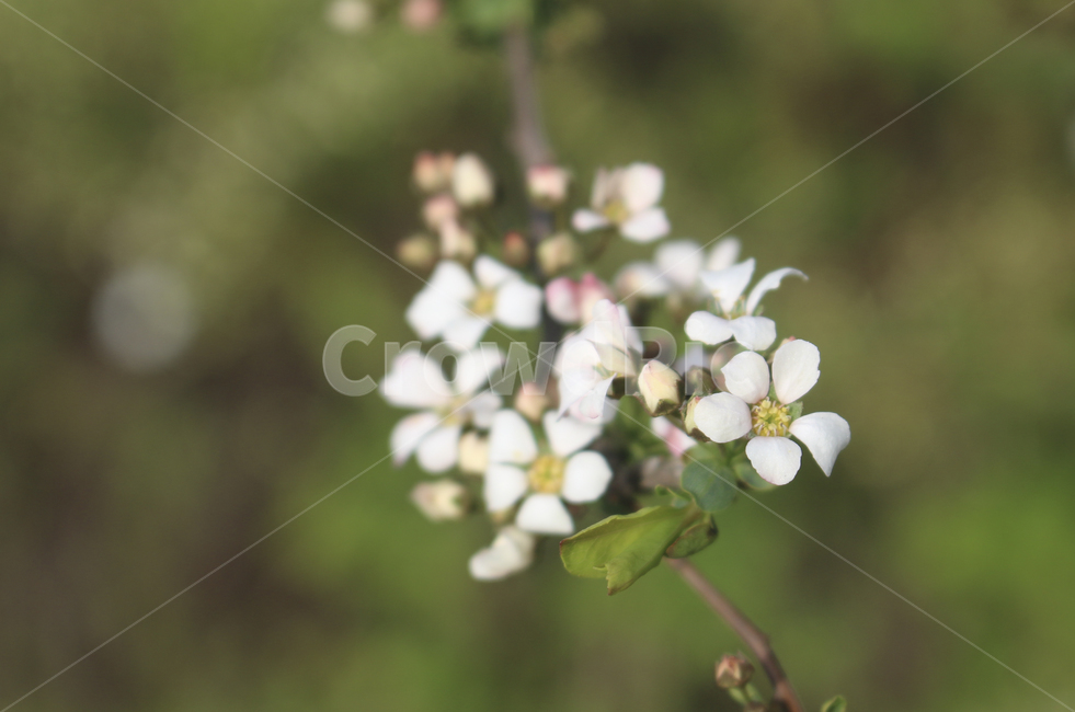 plant,식물,flower,blossom,꽃,white,흰꽃,하얀,whiteflower,하얀꽃,흰,봄,spring,봄꽃,식물,자연,plants,nature,꽃,flower