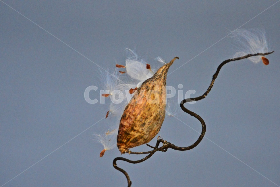 leaf,잎,plant,식물,flower,blossom,꽃,박주가리,박주가리꽃,박주가리씨앗,박주가리홀씨,식물,자연,plants,nature
