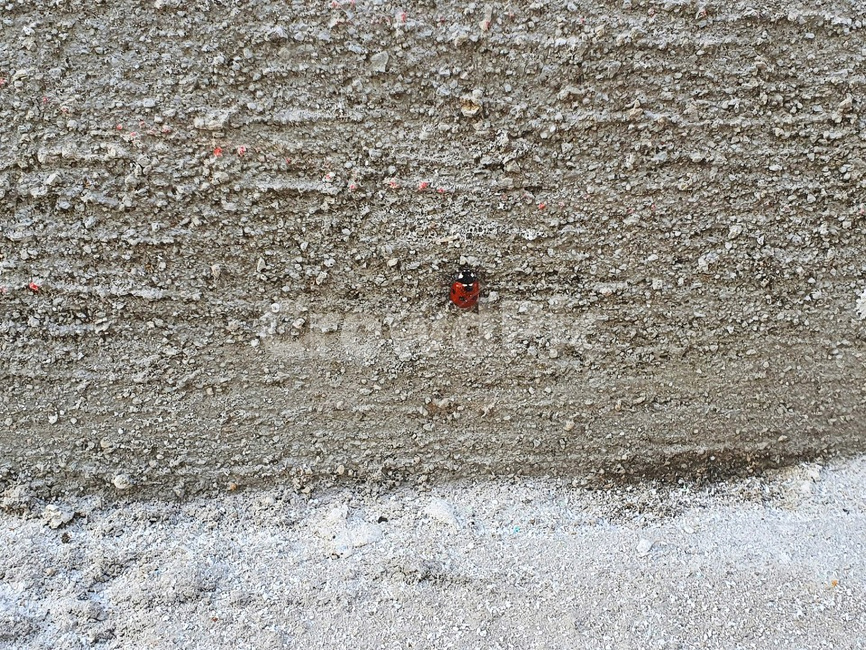 무당벌레,곤충,동물,시멘트,회색,벽,바닥,도로,자갈,심볼,상징,symbolic,ladybug,dirtroad,gravel,ground,wall,insect,gray,cement