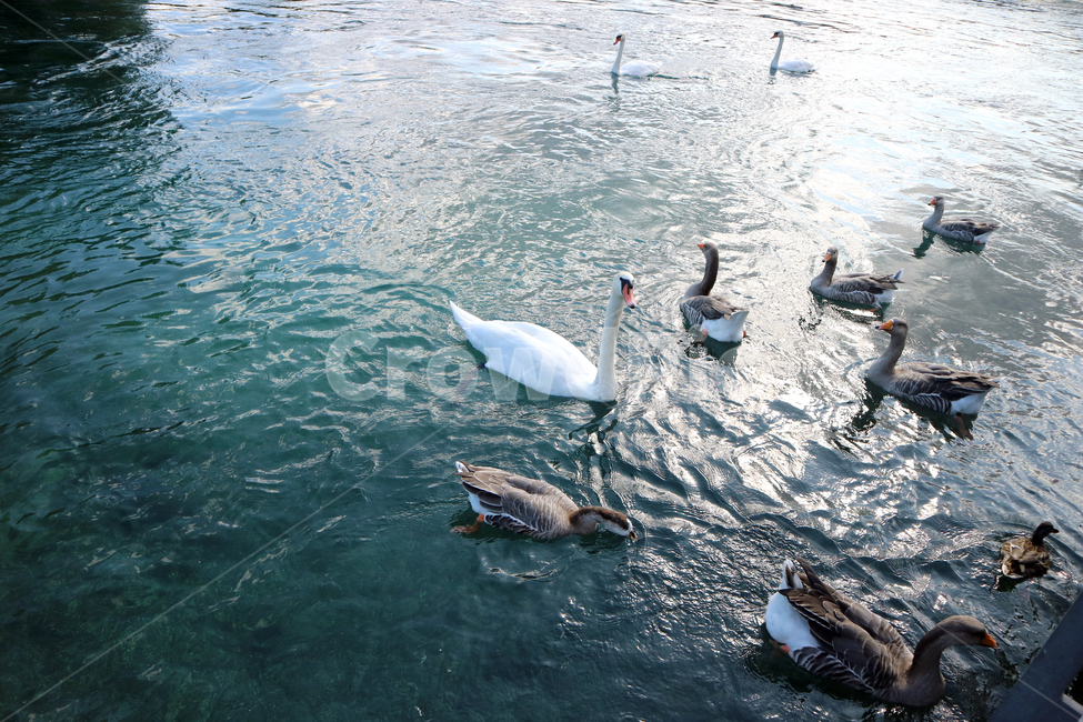 제네바,제네바호수,스위스제네바,geneva,lemanlake,switzerland,호수,오리,백조,자연,풍경,스위스