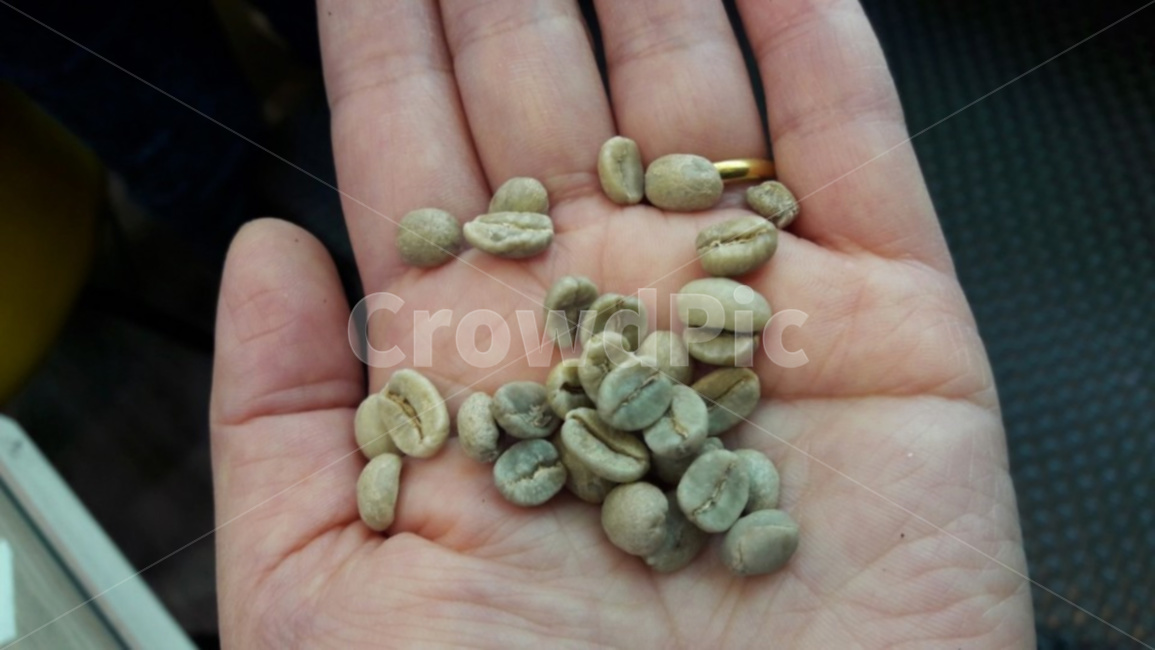 커피,커피식물,사람,커피원두,커피선별,커피,카페,coffee,cafe