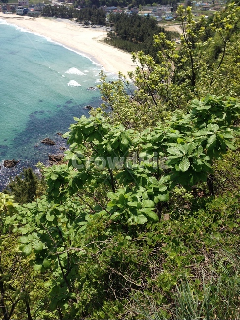 바다,동해,자연,풍경,여름,sea,eastsea,nature,landscape,scenery,summer
