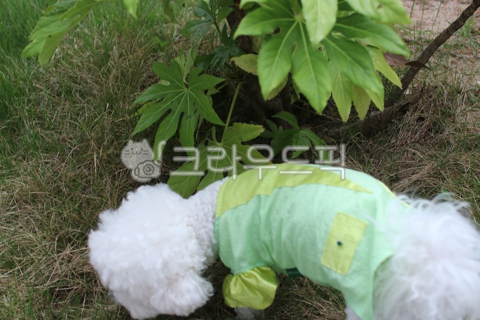 강아지옷,강아지,귀여운강아지,예쁜강아지,비숑,강아지의류,비숑프리제,강아지산책,산책,강아지산보,나들이,강아지나들이