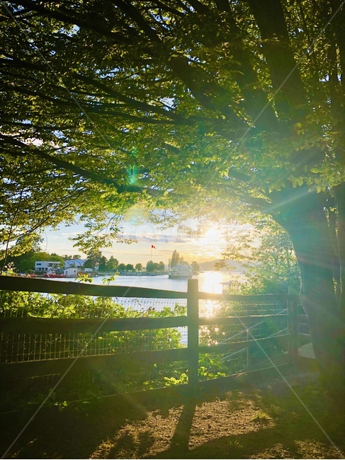 햇살,자연광,벤쿠버,beach,초록