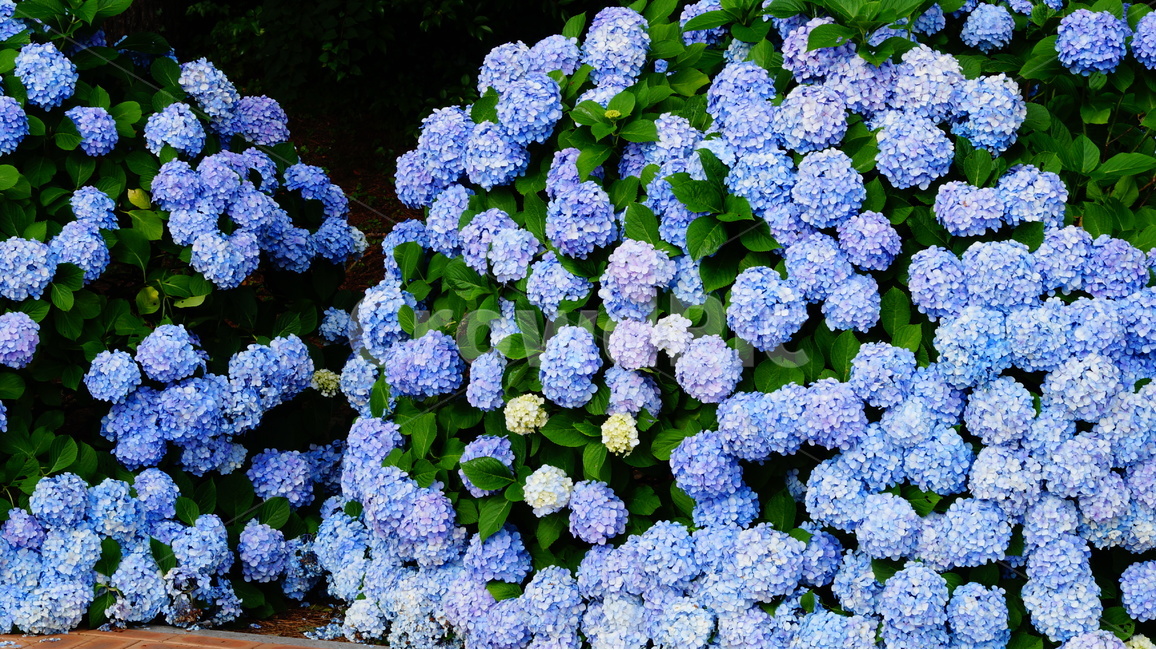 수국,수국꽃,꽃,꽃사진,식물,식물,자연,plants,nature,꽃,flower
