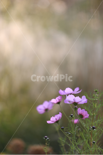 꽃,가을,코스모스,분홍,flower,autumn,cosmos,pink,가을,계절,fall,autumn,season,식물,자연,plants,nature,꽃,flower,blossom,geranium,제라늄,plant