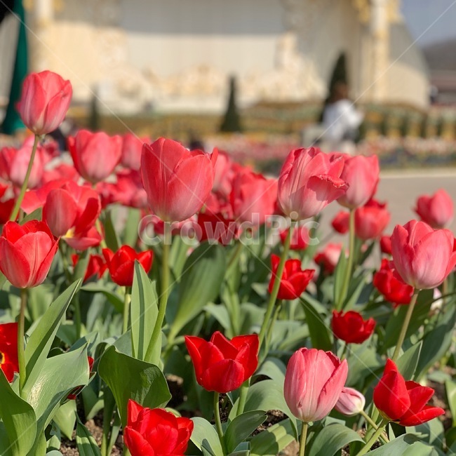 튤립,tulip,꽃,봄,나들이,꽃구경,소풍,spring,picnic,flower,blossom,plant,식물,잎,leaf,outdoors,옥외,가든,가드닝,garden,gardening,정원