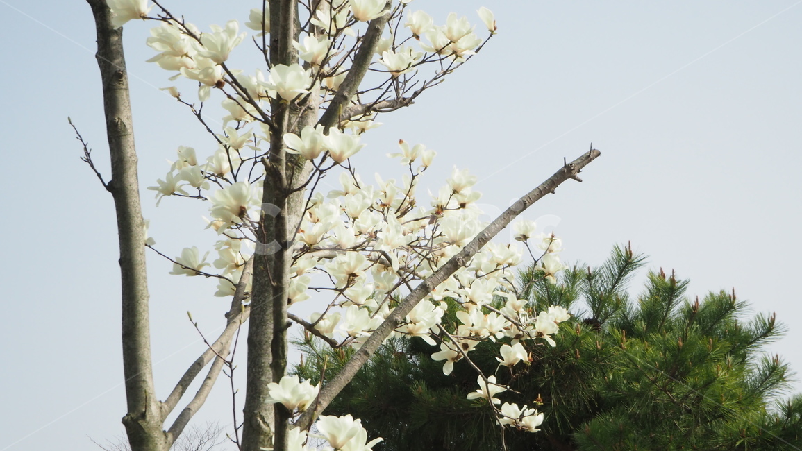 백련,plant,식물,나무,꽃,흰꽃