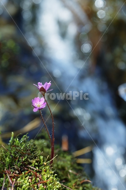 노루귀,봄꽃,분홍꽃야생화,자연,들꼬계곡,식물,자연,plants,nature,꽃,flower
