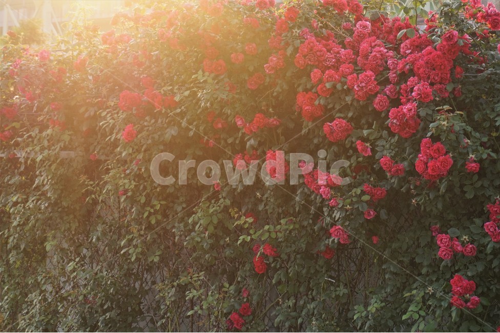 꽃,장미,공원,아침,햇살,flower,flowers,rose,park,sunlight,자연,nature,식물,자연,plants,nature,꽃,flower