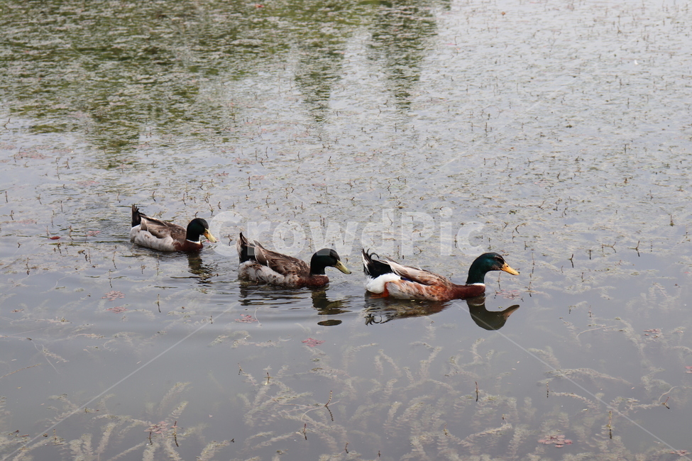 청둥오리,bird,새,duck,오리,animal,동물,물새,오리가족,조류,새,birds