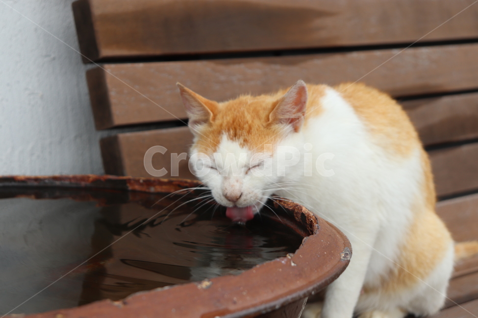 고양이,물마시는고양이,길고양이,동물,귀여운동물,물마시는동물,자연,생물,길냥이