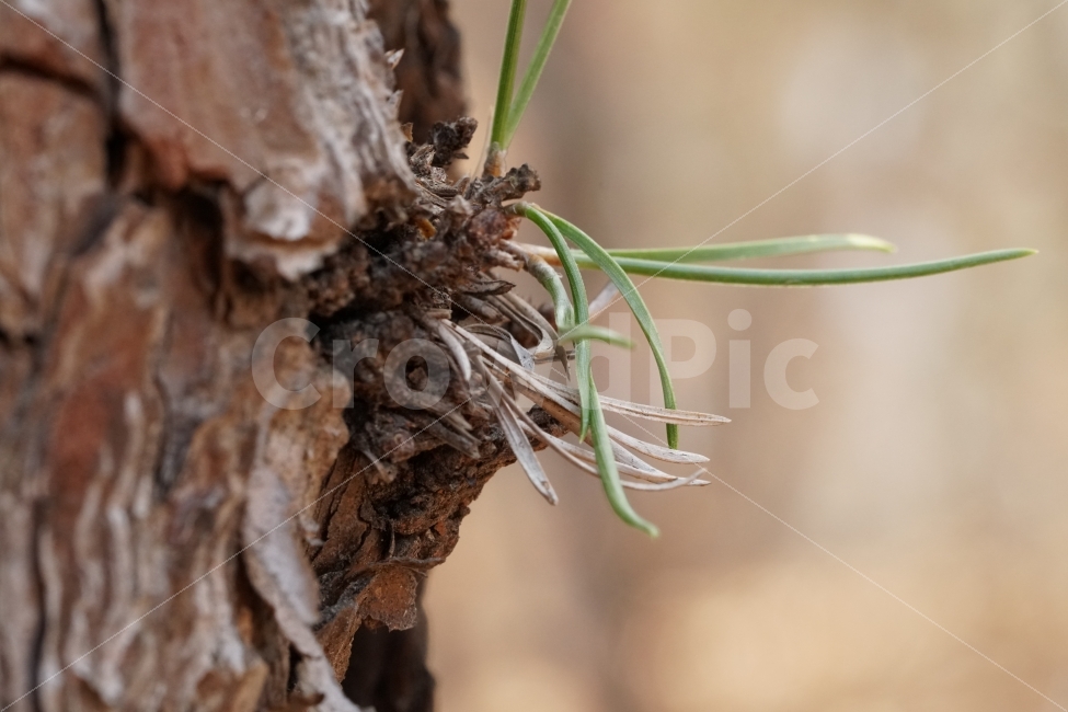 소나무,나무,싹,이파리,자연,식물,새삭,봄,수목,산,산림,산책길,산책,nature,접사,macro,snap,snpshot,스냅,스냅사진,스넵,스넵사진,감성,감성사진,힐링,힐링사진,경치,풍경,landscape,식물,자연,plants,nature
