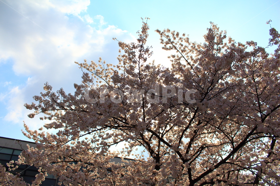 식물,꽃,벚꽃,봄,역광,flower,plant,봄,계절,spring,season