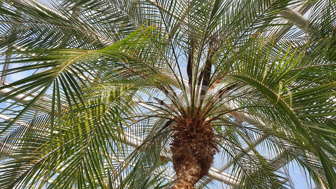 야자수,식물,palmtree,나무,plant,식물,자연,plants,nature,나무,trees,wood