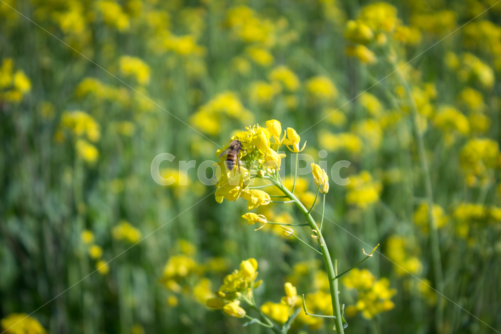 유채꽃,꽃,flower,blossom,봄,spring,자연,nature,들,꽃밭,벌,bee