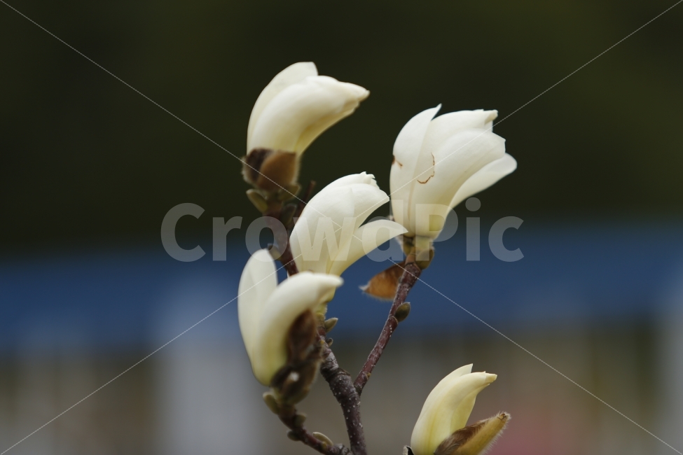 봄,기다림,피어남,봉우리,새로움,봄,계절,spring,season,식물,자연,plants,nature,꽃,flower,plant