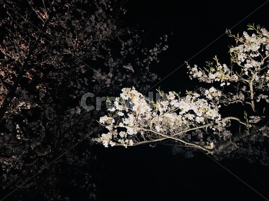 벚꽃,밤,야경,클로즈업,꽃,봄,계절,spring,season,야경,밤,풍경,nightscape,night,landscape,blossom,cherry blossom,flower,plant,식물