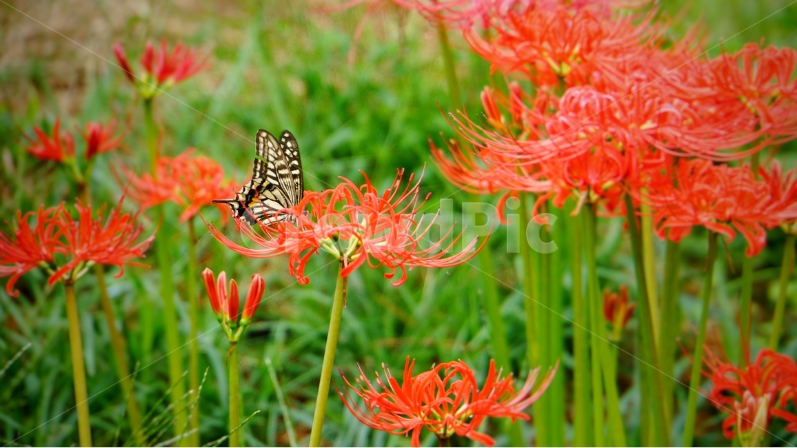 자연,꽃,나비,곤충,식물,flower,butterfly,풍경,감성,감상,나들이,교통,무릇,출사,일상,식물,자연,plants,nature,꽃,flower,동물,animal,곤충,벌레,insect,bug
