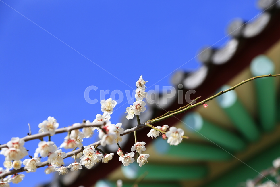 매화,꽃,Flower,홍매화,청매화,매실꽃,봄꽃,봄,계절,spring,season,한국전통,한국문화,korean traditional,korean culture,식물,자연,plants,nature,꽃,flower,plant