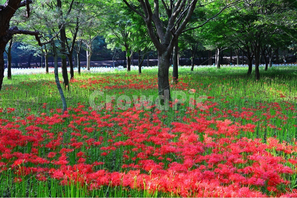 outdoors,옥외,blossom,flower,꽃,petal,꽃잎,plant,식물,tree,나무,treetrunk,나무줄기,영광,불갑사,꽃무릇축제,꽃무릇,축제,상사화