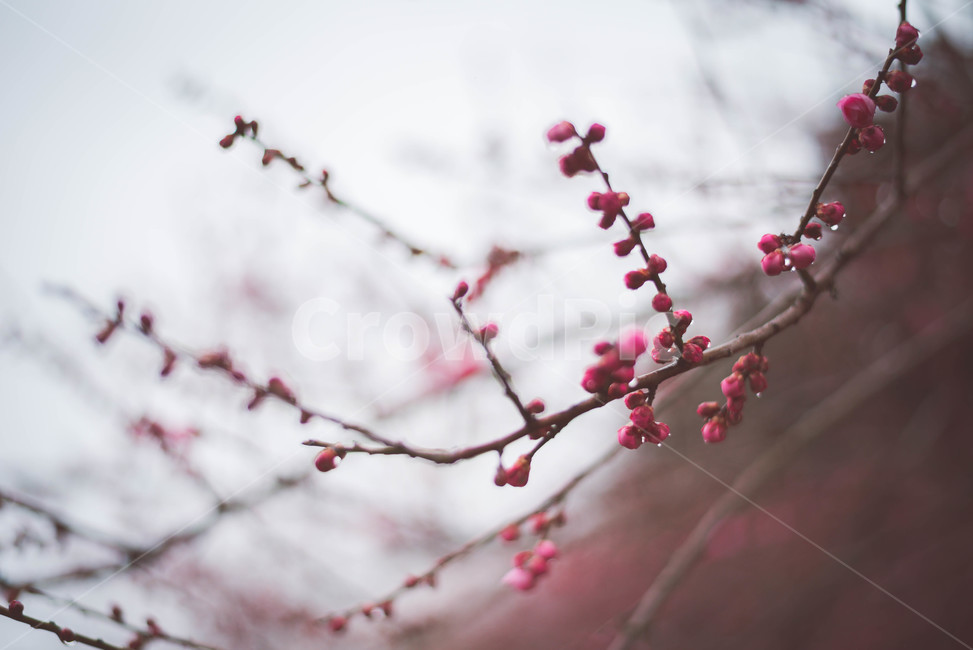매화,매화꽃,꽃,식물,매화나무,봄,계절,spring,season,식물,자연,plants,nature,꽃,flower,plant,blossom