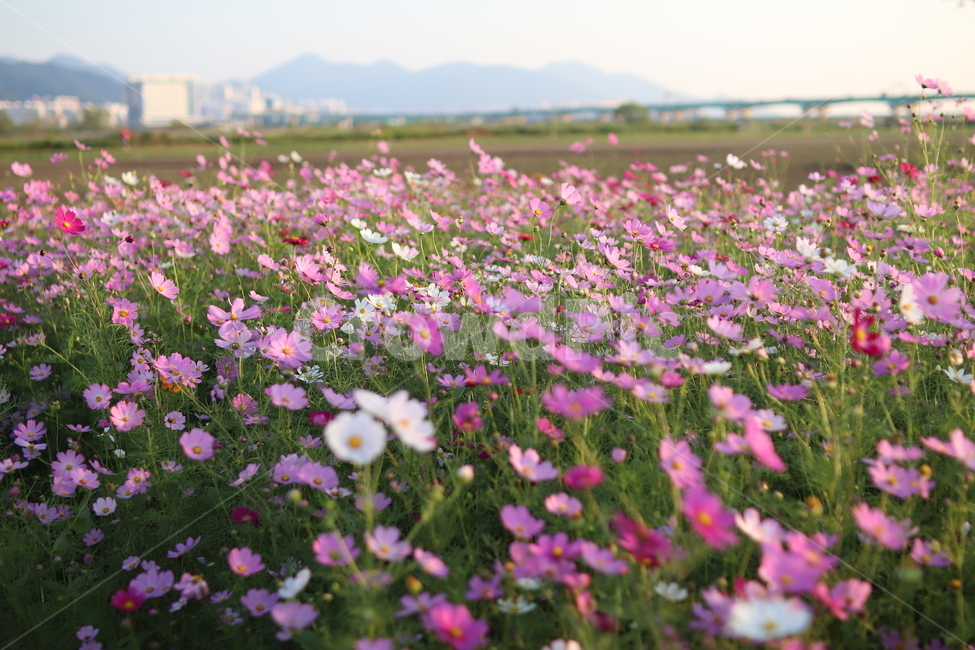 꽃,코스모스,가을,감성,대저,flower,cosmos,가을,계절,fall,autumn,season,식물,자연,plants,nature,꽃,flower,geranium,제라늄,blossom,plant,petal,꽃잎
