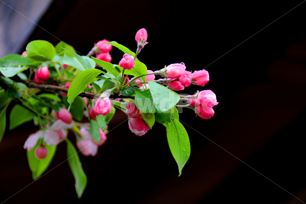 꽃,식물,들꽃,봄,계절,봄,계절,spring,season,식물,자연,plants,nature,꽃,flower,plant