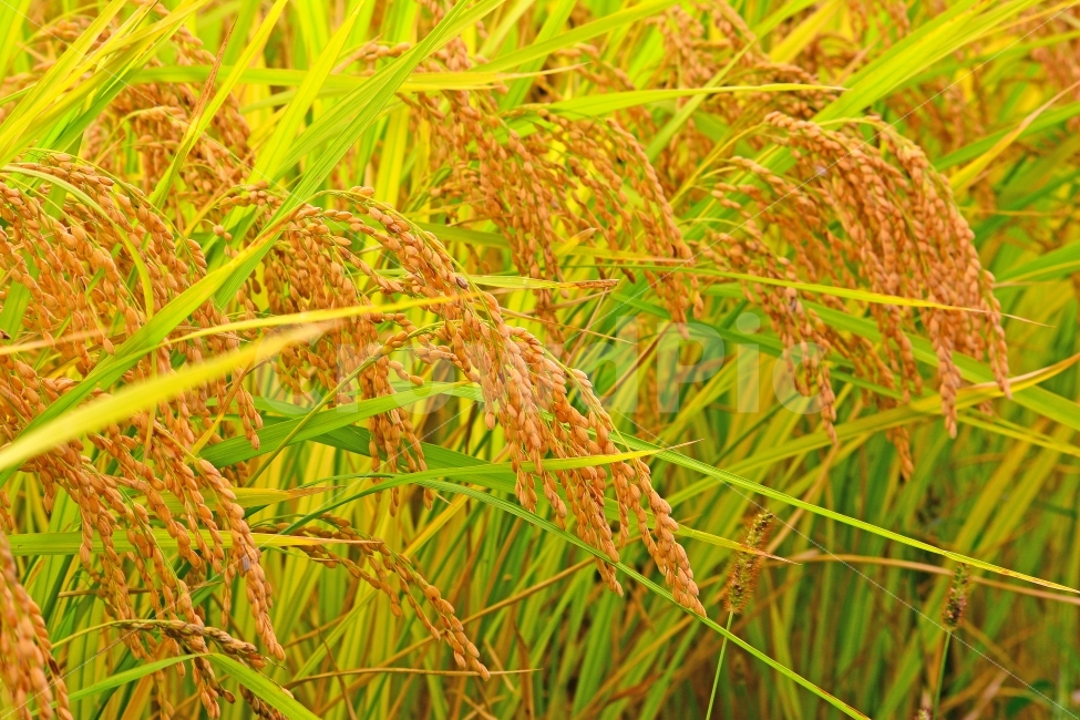 벼,쌀,논농사,풍년,가을,들녘,들판,시즌,계,한국적,풍경,leaf,season,시안,디자인,디자이너,출판,편집,책자,서적,사보,카다로그,콘텐츠,리플렛,브로셔,컨셉,콘셉,컨셉트,모바일,팝업,전단,광고,sns,ebook,웹,마케팅,마켓팅,9월,10월,plants,korean,식물,음식,배경,바탕,백그라운드,background,홈쇼핑,시골,농촌,야외,마트,농산물,양식,탄수화물,밥,주식,식량,곡식,알곡,황금빛,금빛,그린,노랑색,골든,golden,우리것,이삭,식물,자연,plants,nature,곡류,곡식,cereals,산업,industry,industrial,농업,농사,agriculture,farming,farming industry