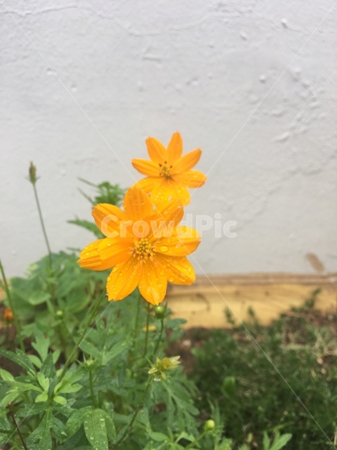 들꽃,꽃,노란꽃,코스모스,자연
