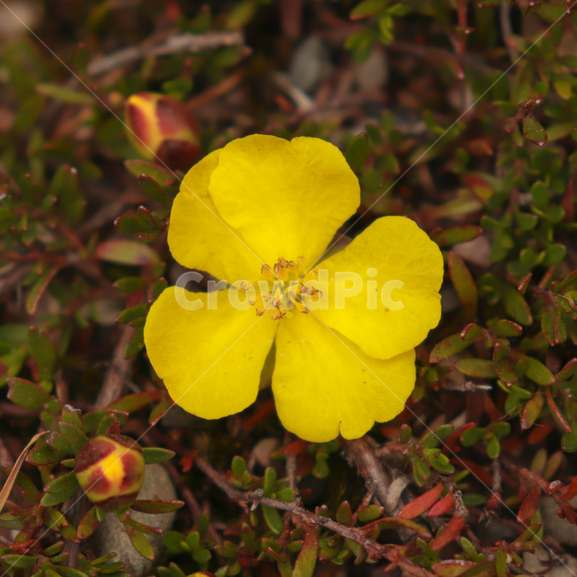 꽃,노랑꽃,노란꽃,반일화과,cistaceae,fumana,야생식물,야생화,wildflower,wildplant,꽃말,symbolism,꽃잎,petal,flower