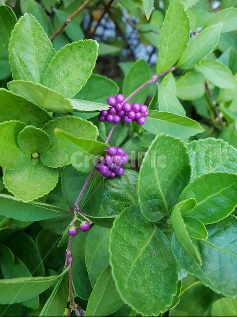열매,보라색,식물,힐링,자연,바이올렛,초록,식물,자연,plants,nature,과일,열매,fruit
